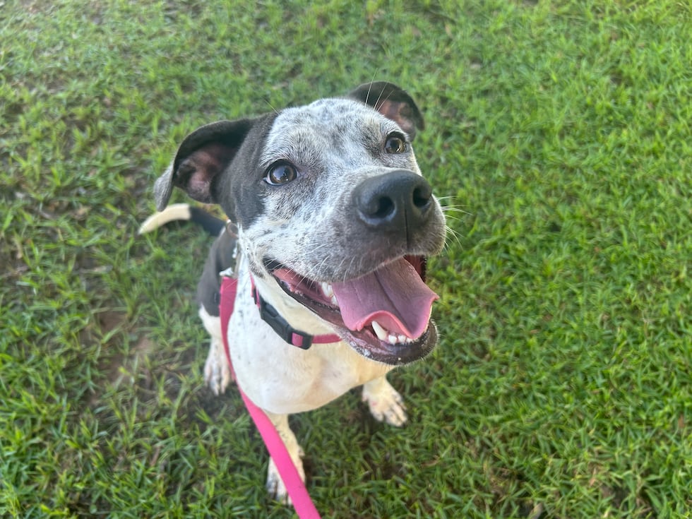 Coco is as sweet as her 'cookies and cream' coat!