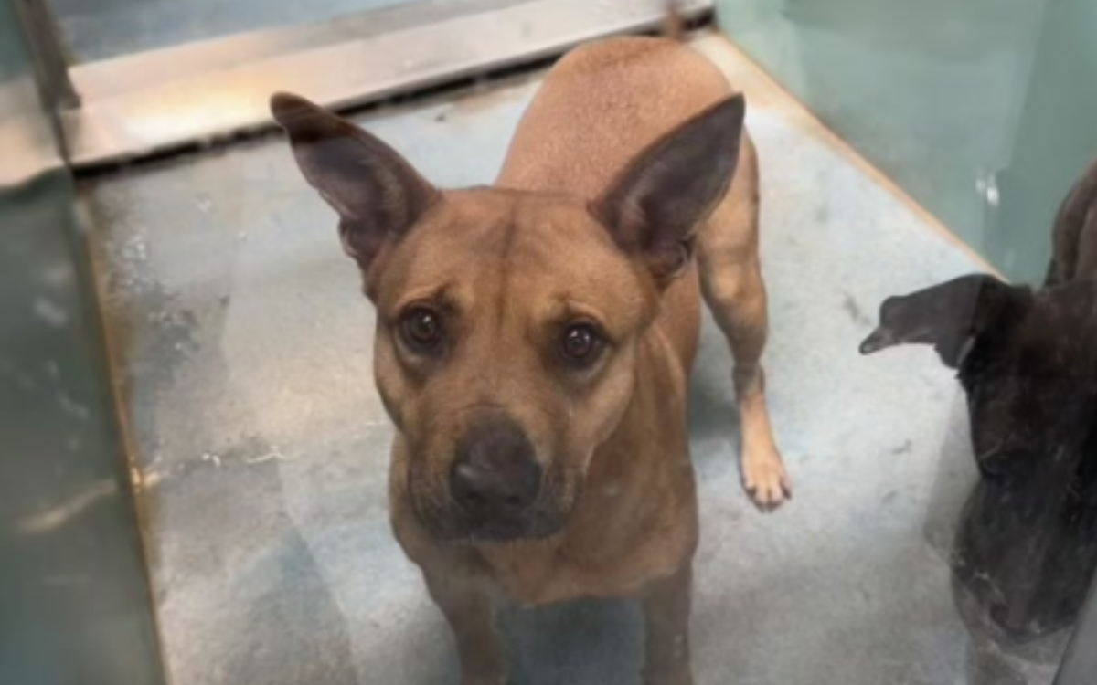 Bailie was due to be euthanized.