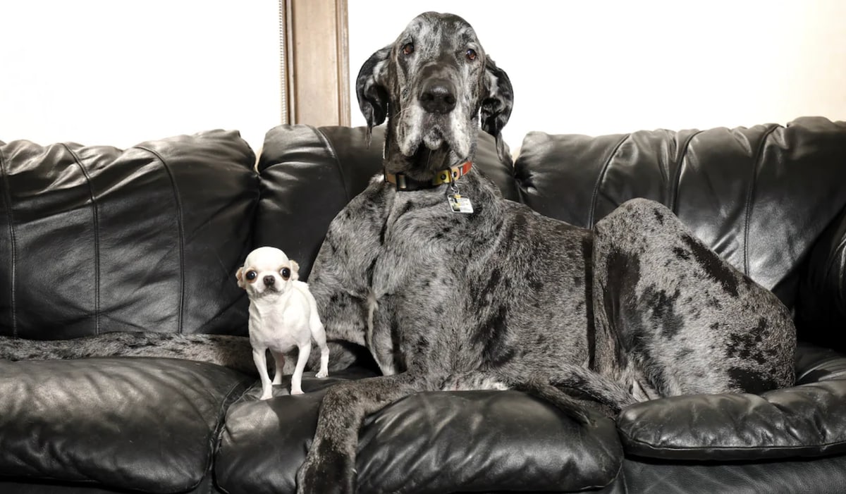 Reggie and Pearl, the tallest and the shortest living dogs