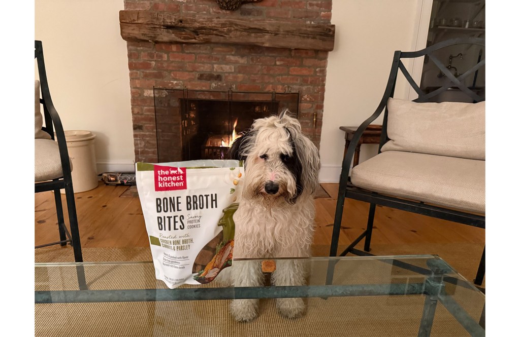 A dog waiting on The Honest Kitchen treats.