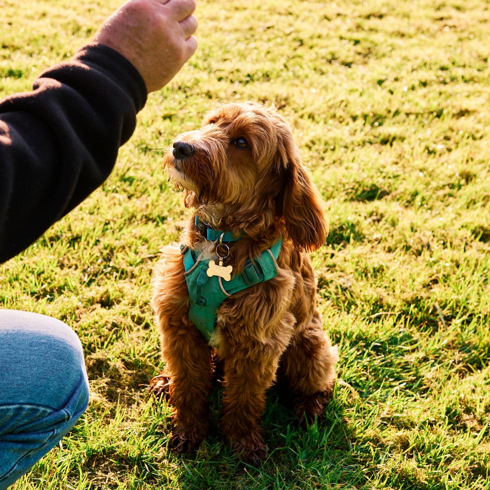 cockapoo dog