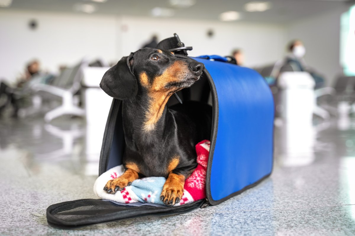 Dachshund Sits In Travel Bag At Airport