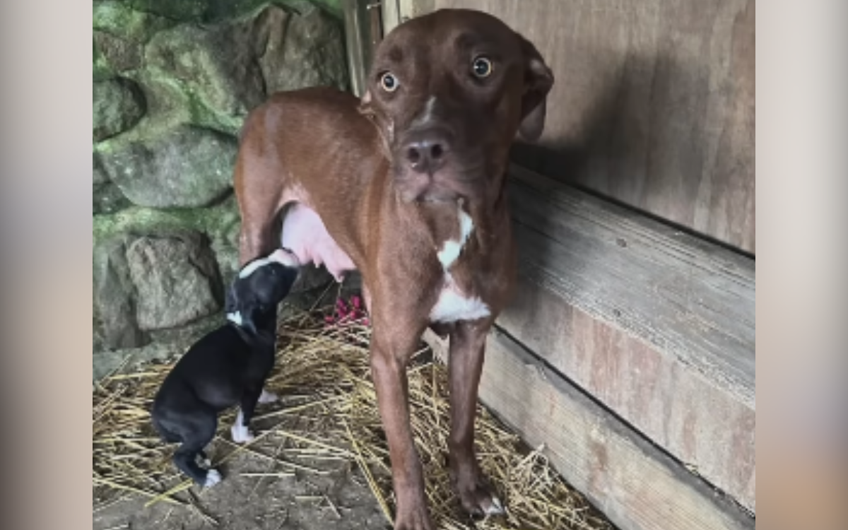 Deb the rescue dog is a mom.