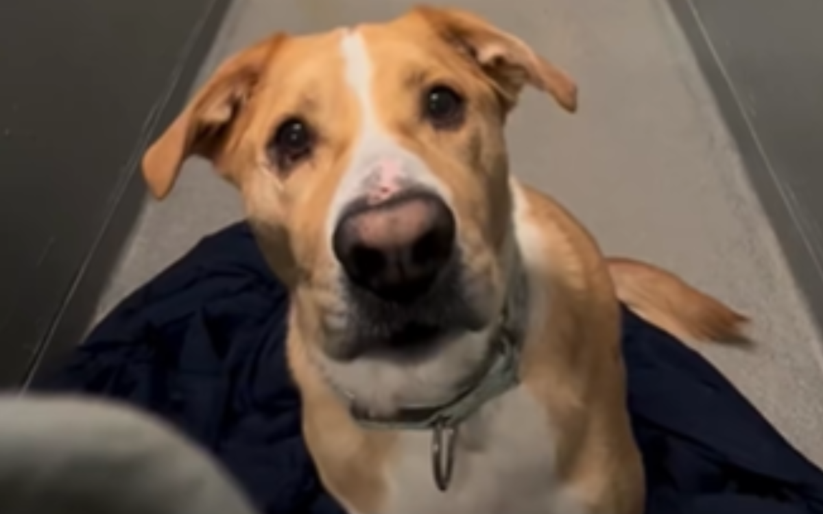 Dexter the shelter dog has been returned.
