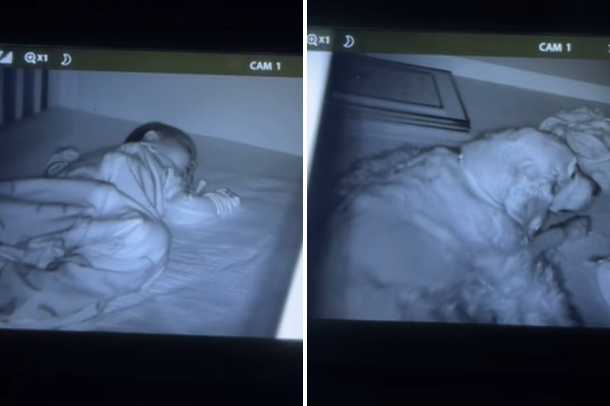 Dog on baby monitor