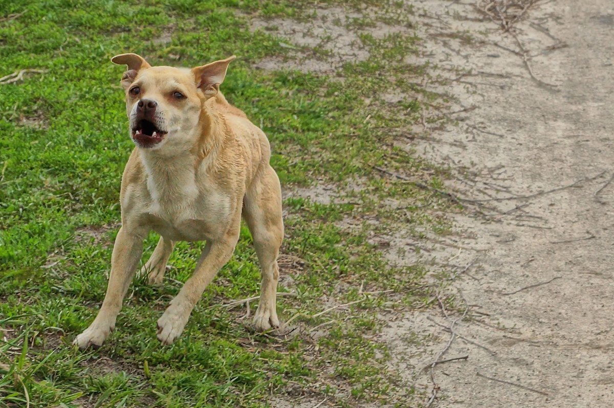 Dog barking