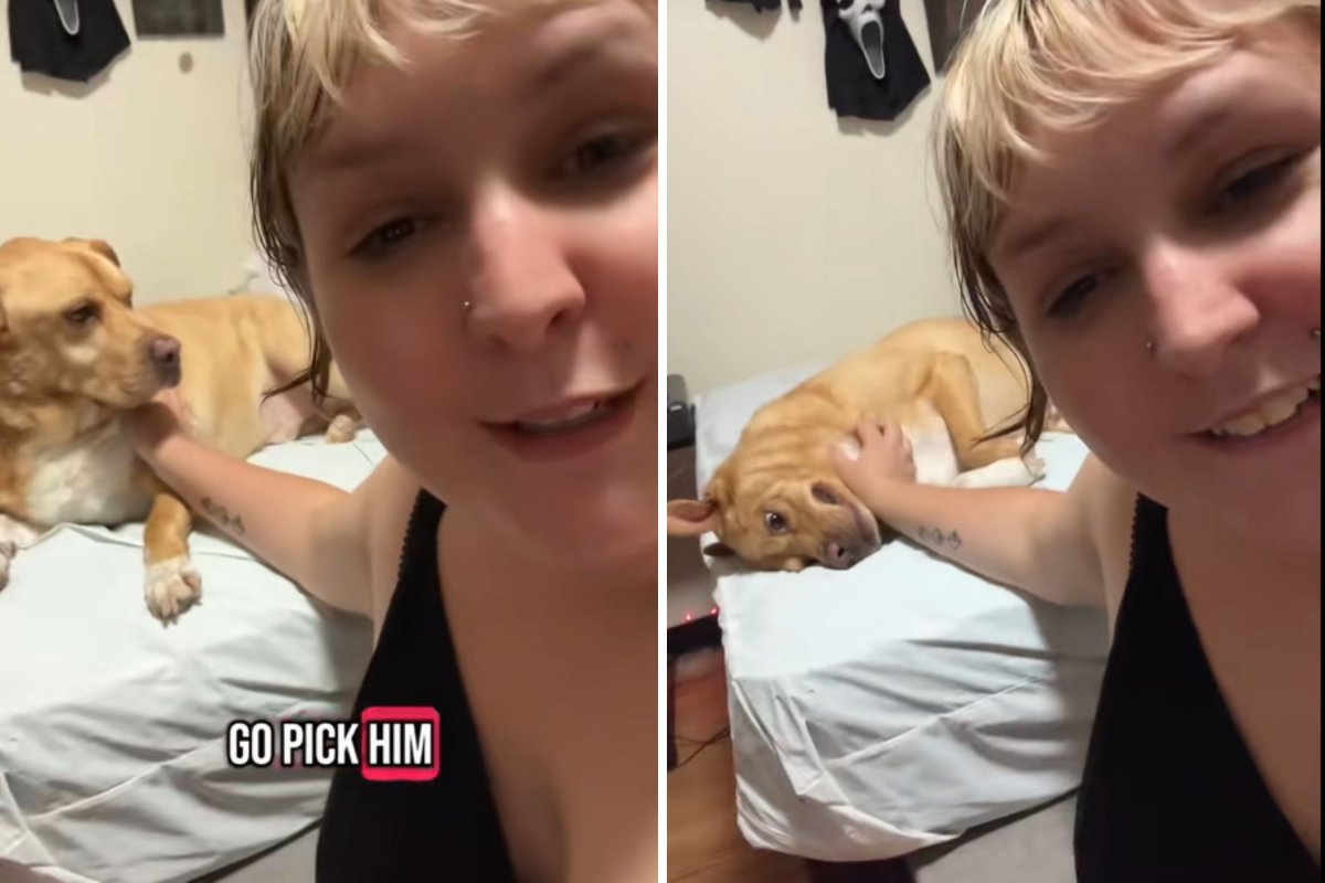 Dog becomes daycare father