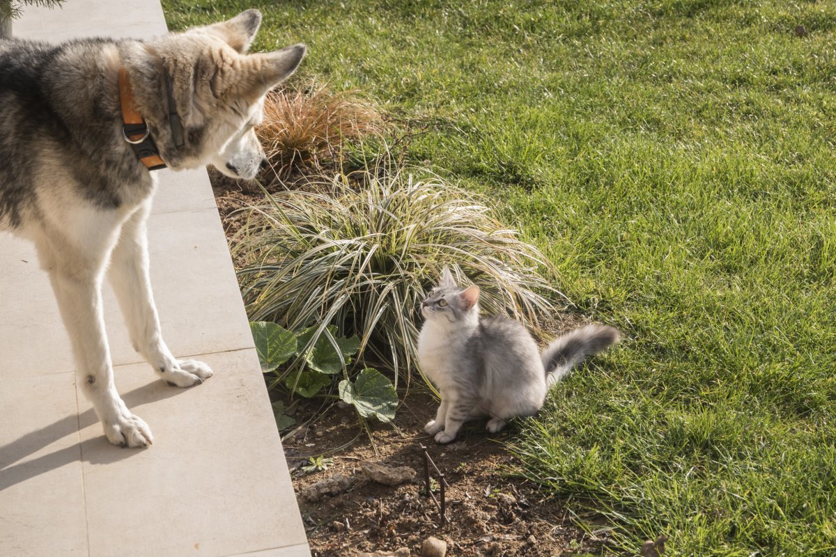 dog and cat looking at each other
