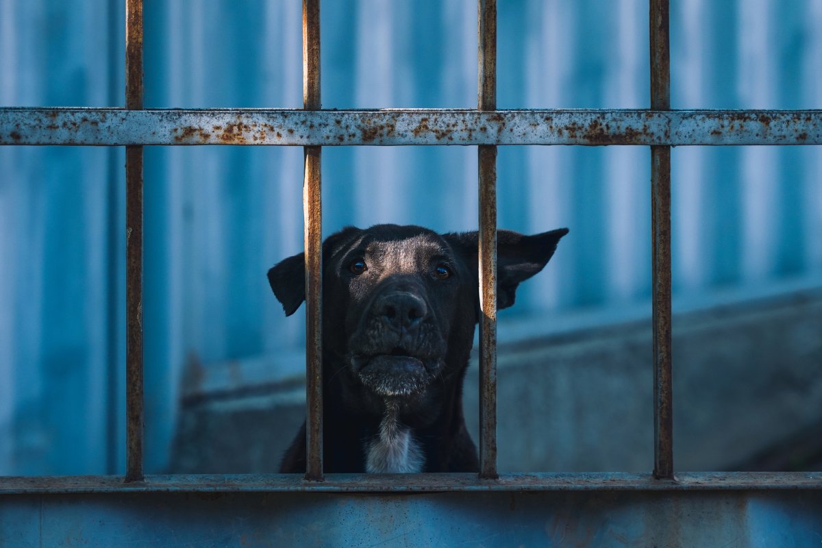 A dog in a kennel looks sad
