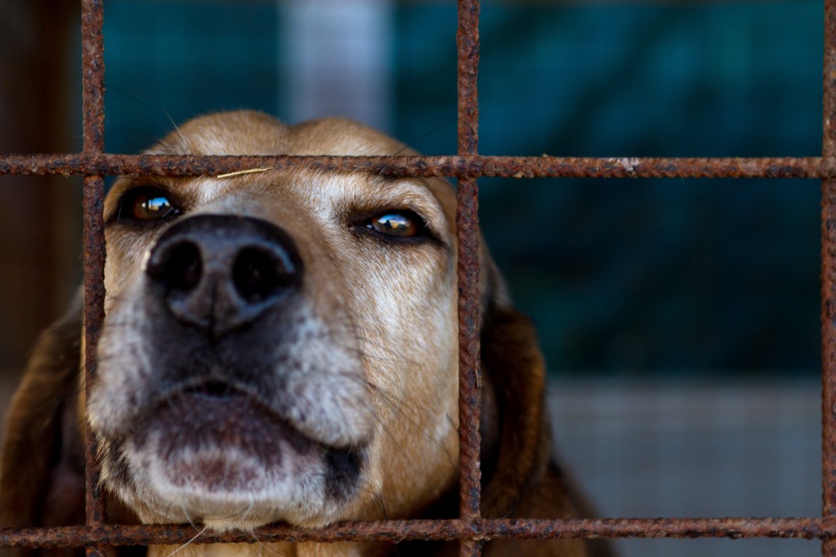 Dog Looks Through Metal Bars Kennel
