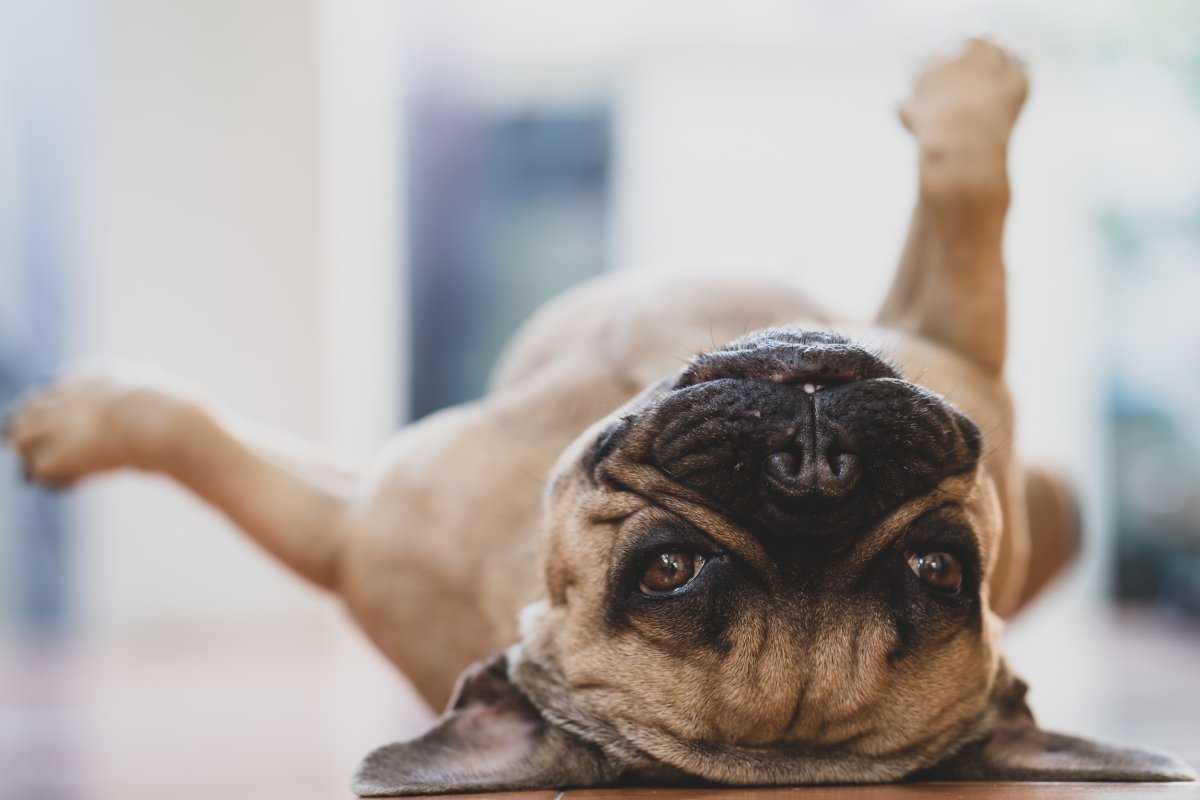 Dog lying on back