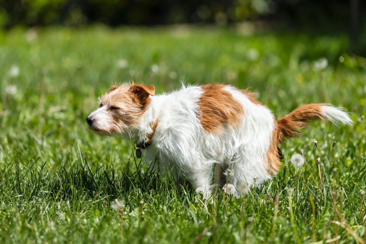 Dog outside going potty