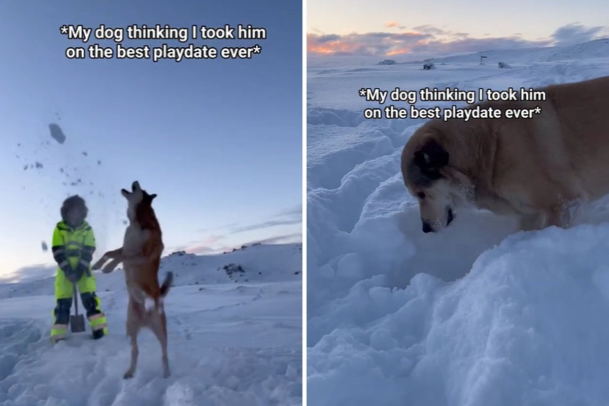Dog playing in snow