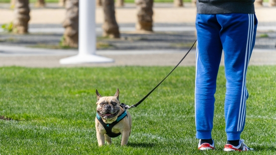 Local Iranian authorities have periodically introduced bans on walking dogs in public spaces or carrying them in vehicles.(Image for representation/ Pexel/Abhishek Navlakha) Local Iranian authorities have periodically introduced bans on walking dogs in public spaces or carrying them in vehicles.(Image for representation/ Pexel/Abhishek Navlakha)
