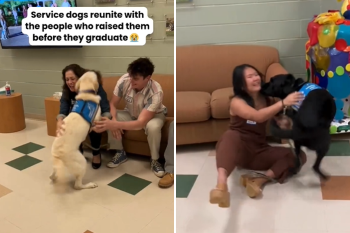Dogs reunited