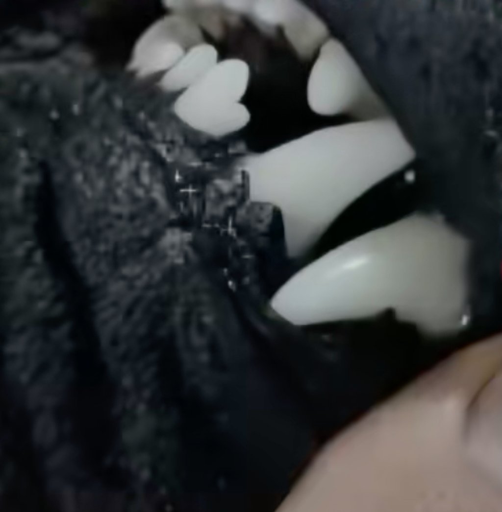 The people holding the live streams pull open the mouths of black dogs and extract their teeth. Photo: handout The people holding the live streams pull open the mouths of black dogs and extract their teeth. Photo: handout