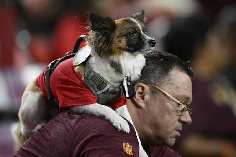 A small dog wearing a red coat sits on the back of a man wearing a dark red shirt