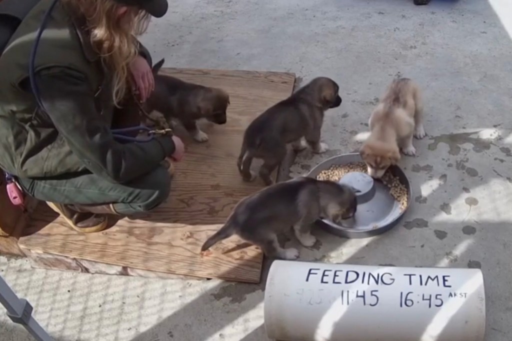 Funding for the Puppy Cam is made possible through a partnership with Alaska Geographic, using proceeds from their Denali Park Store which helps support interpretation, education, research, and science activities in the park.