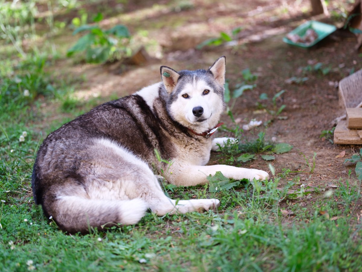 Husky lying down