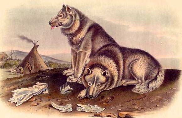 Manin et al. show how dogs slowly spread southward alongside early farming societies -- mirroring the rhythms of human migration, agriculture and cultural change. Illustration by John James Audubon & John Bachman.