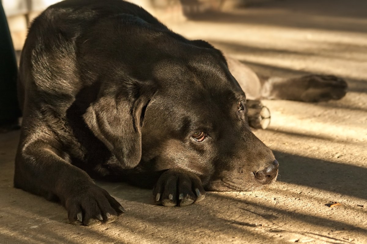 Labrador Dog Outdoors In Suj