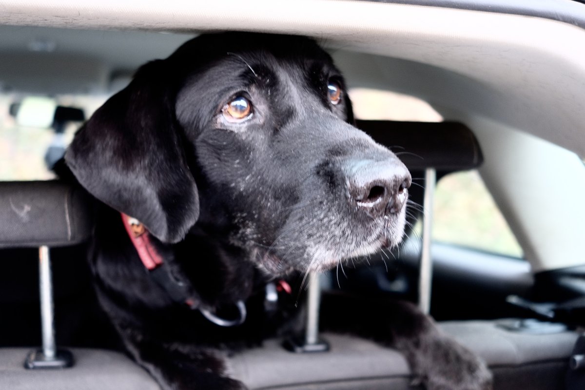 Labrador retriever in the car