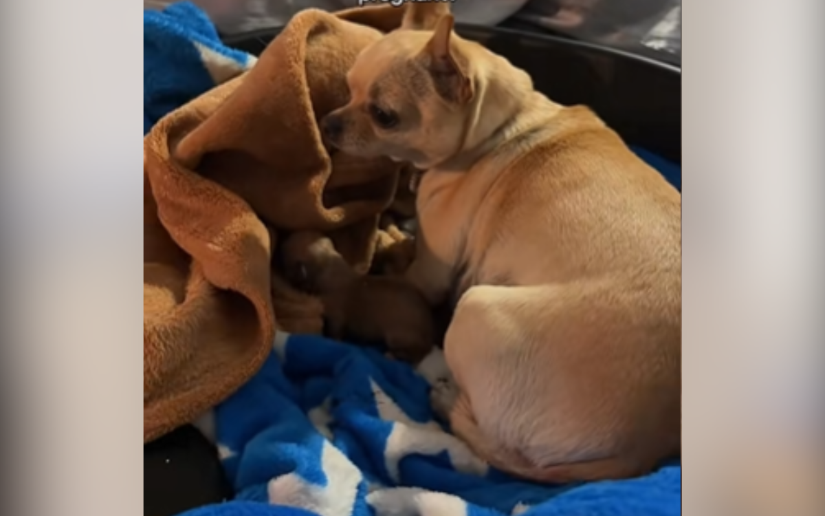 Lola the dog and her surprise puppy.