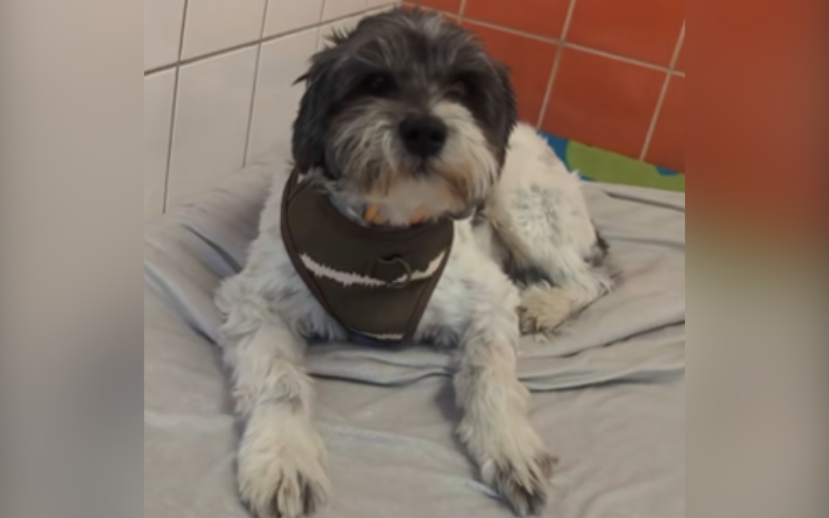 Matcha the shelter dog returned quickly.