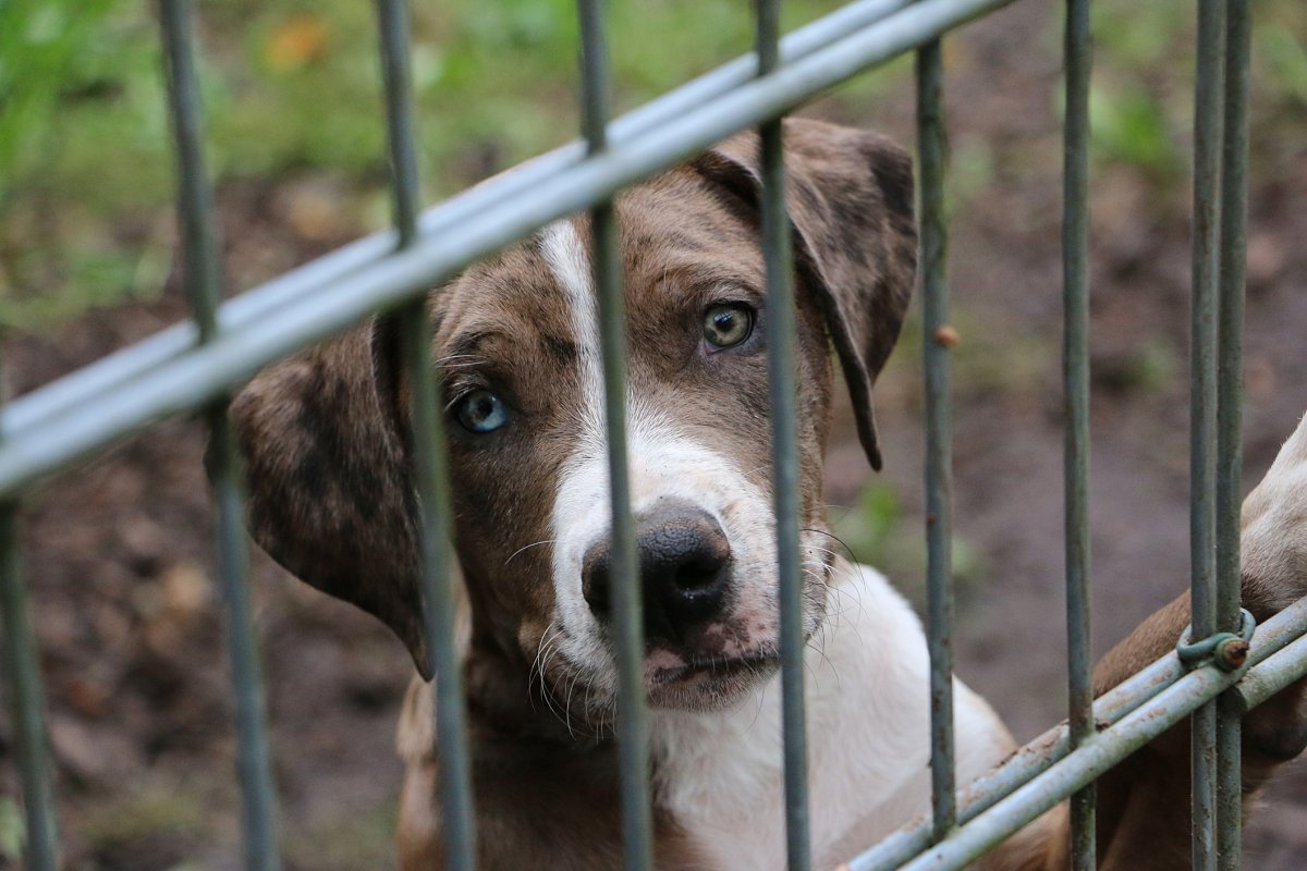 mixed breed dog