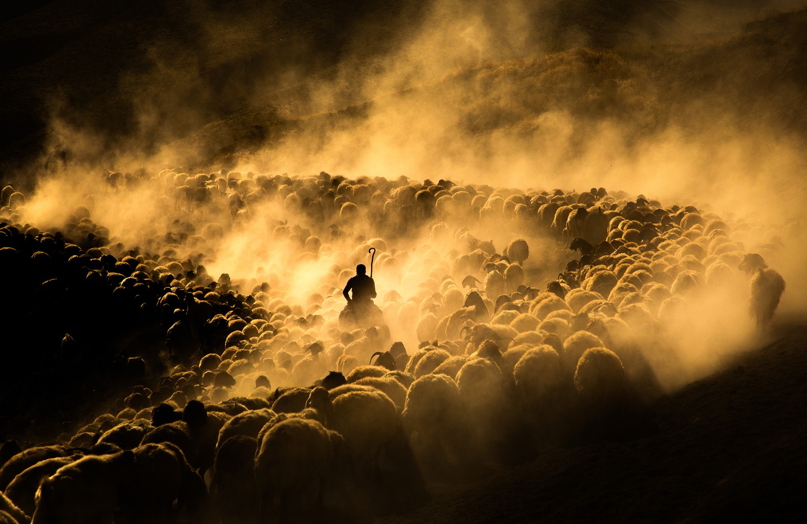 A shepherd on horseback rides alongside a large flock of sheep, kicking up dust while passing through a valley.