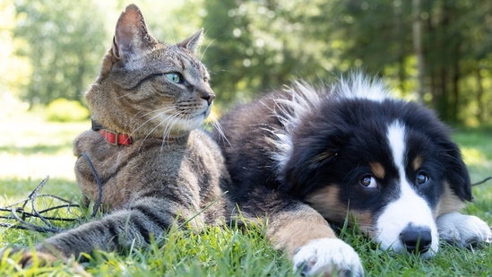 During monsoon, pets at home suffer the silent fight against the extreme weather conditions affecting their health.(Unsplash) During monsoon, pets at home suffer the silent fight against the extreme weather conditions affecting their health.(Unsplash)