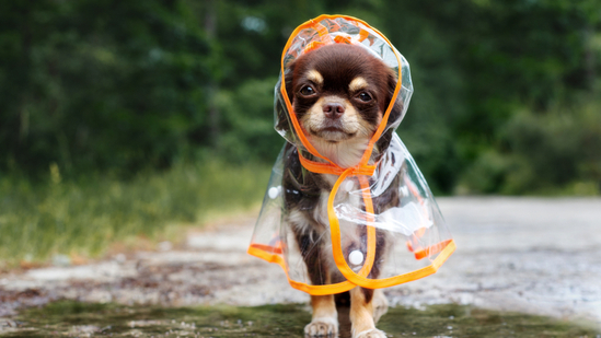 Get your furry babies ready for monsoon by following the right hygiene routine.(Shutterstock) Get your furry babies ready for monsoon by following the right hygiene routine.(Shutterstock)