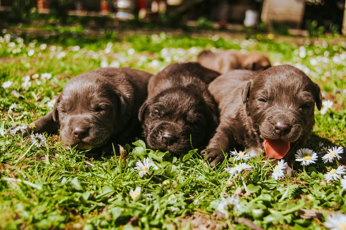 Three brown puppies lying on the grass in the sun