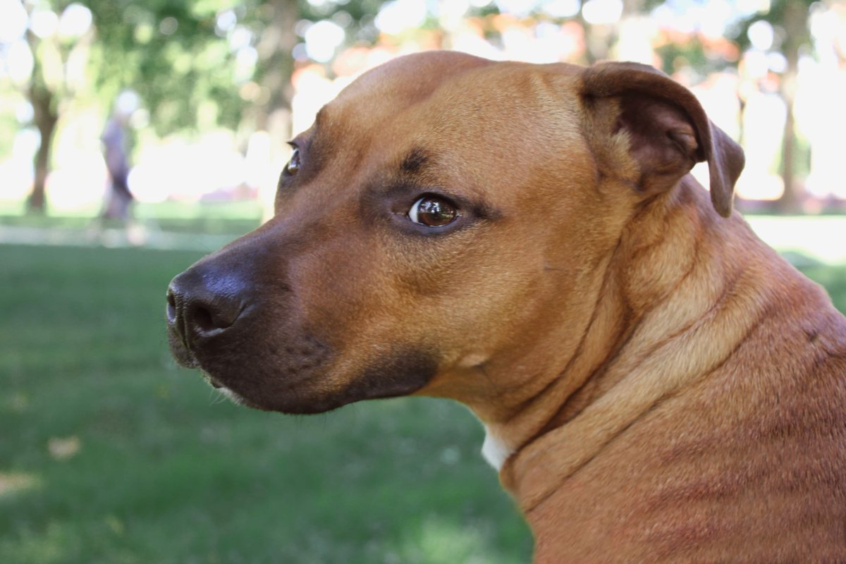 pit-bull mix looking behind
