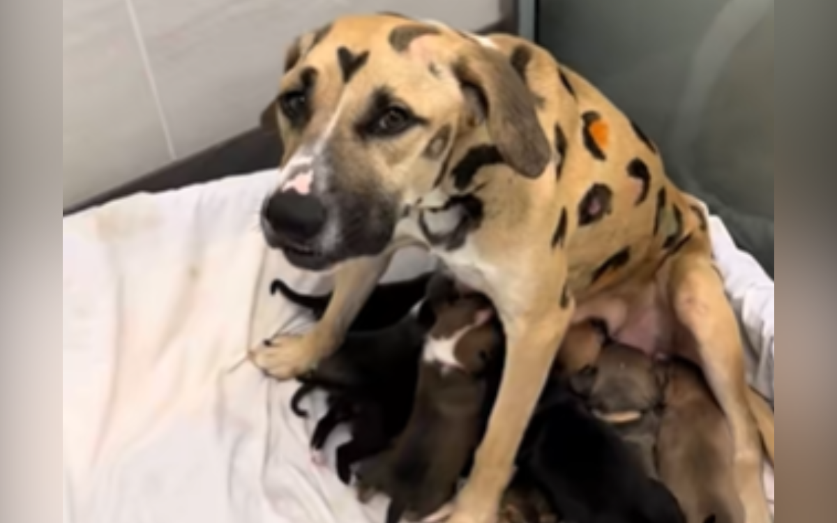 Rainbow Brite and her 9 puppies.