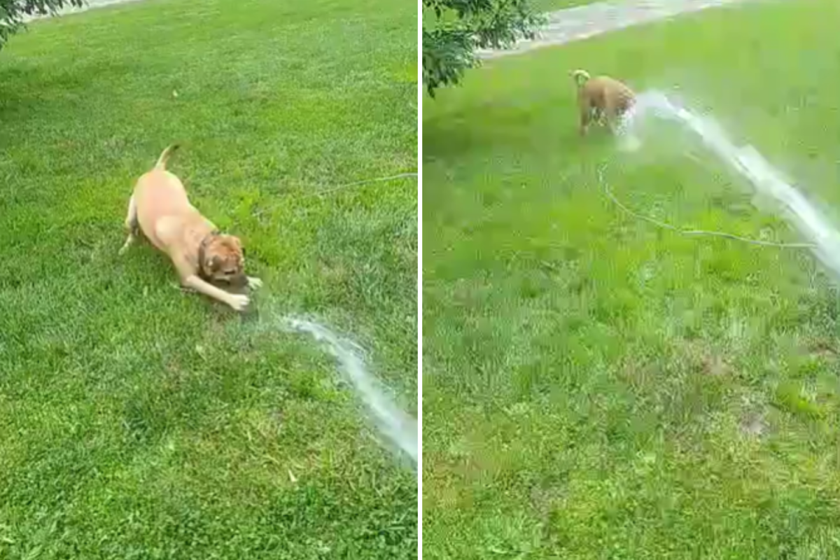 Rebel the dog