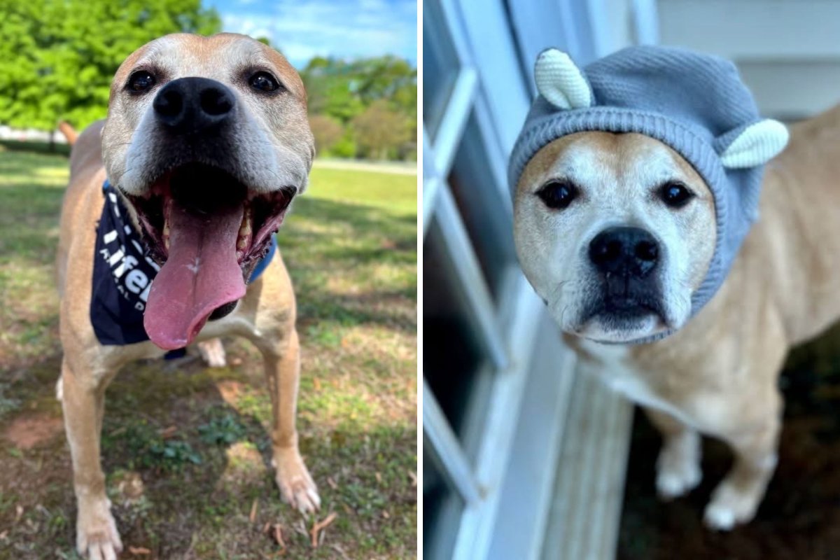 Senior dog with euthanasia risk