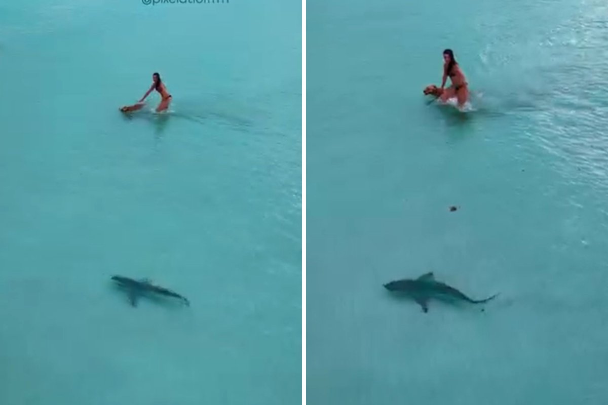Shark swims near dog