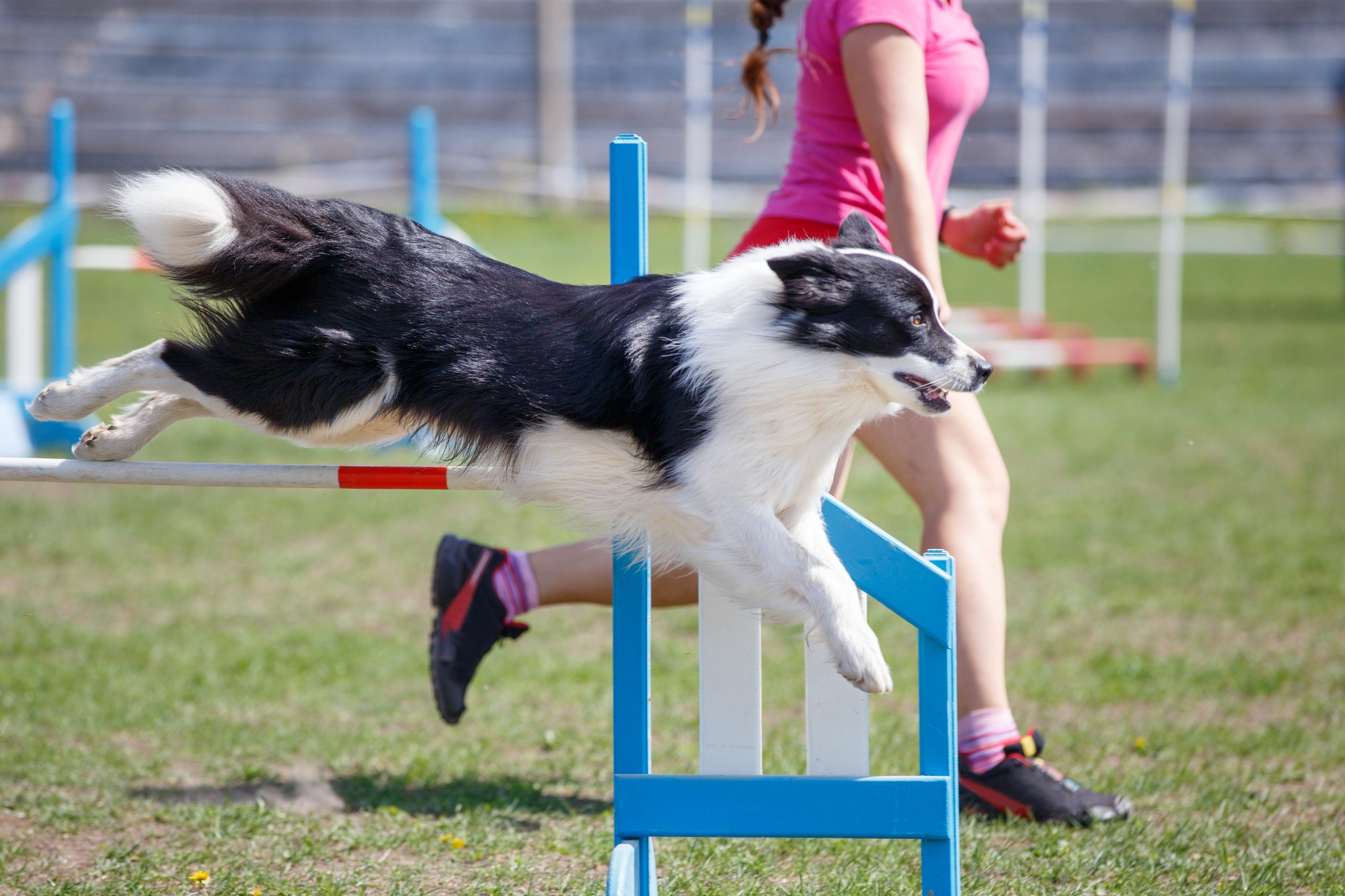 dog at a dog park
