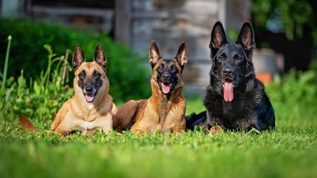 2 belgian malinois and 1 German shepherd