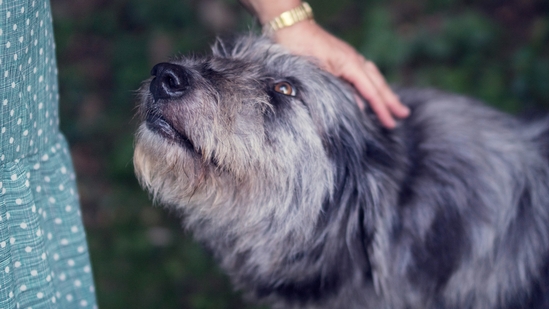 Check out essential tips to care for your senior pets and enhance their quality of life. (Unsplash) Check out essential tips to care for your senior pets and enhance their quality of life. (Unsplash)