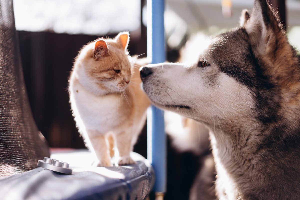 Stock image of a cat and husky.