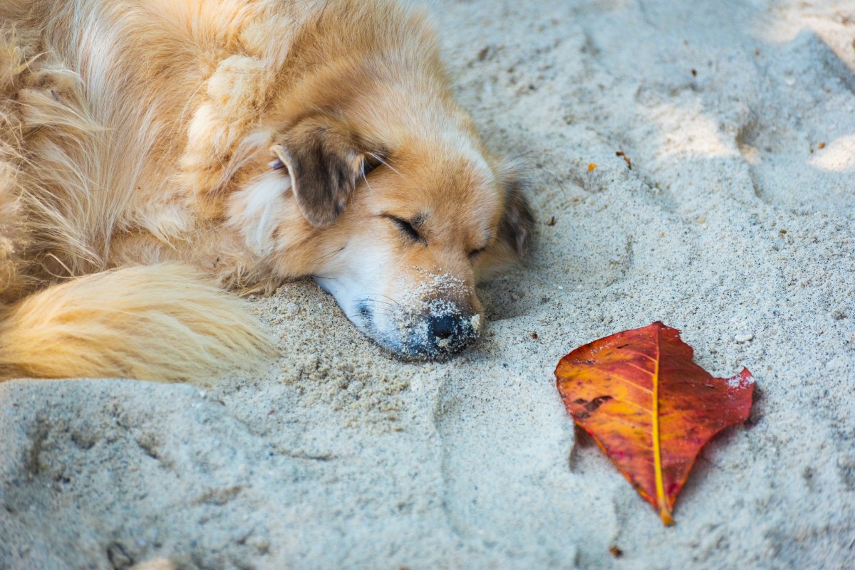 Stock image of dog on beach.
