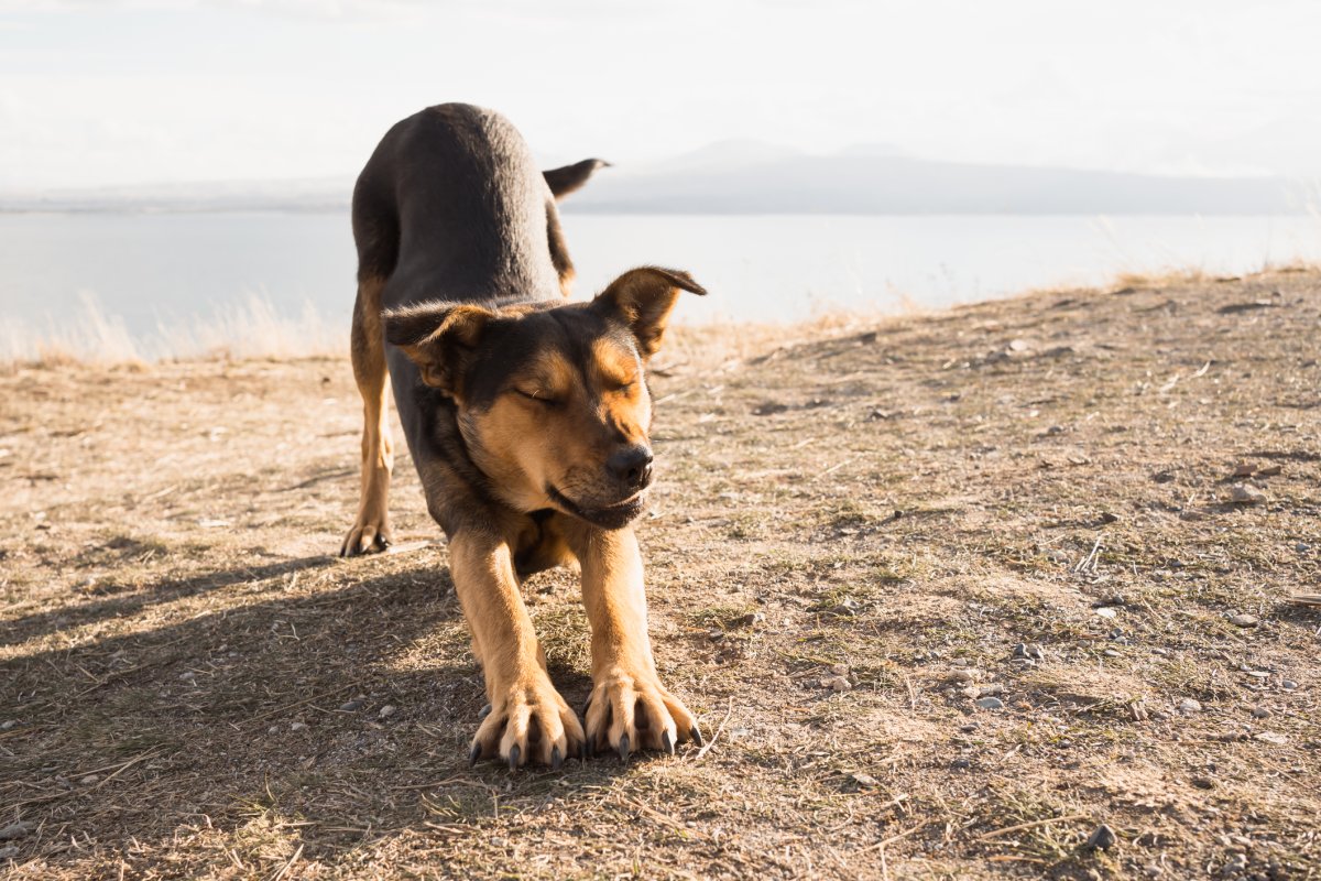 Stock image of dog on beach.