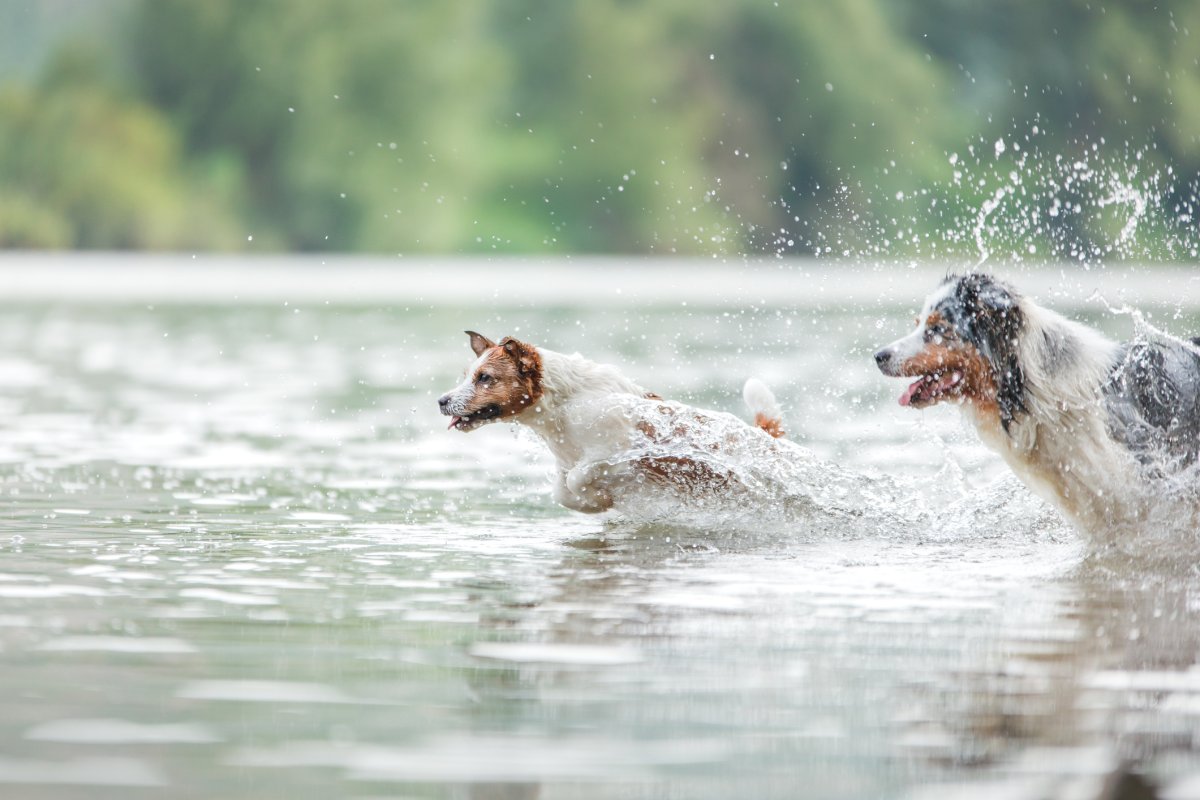 Stock image of dogs swimming in lake.