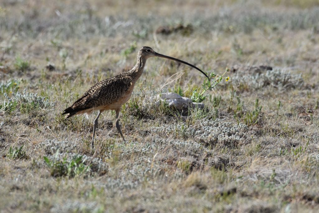 usfws-long-billed-curlew