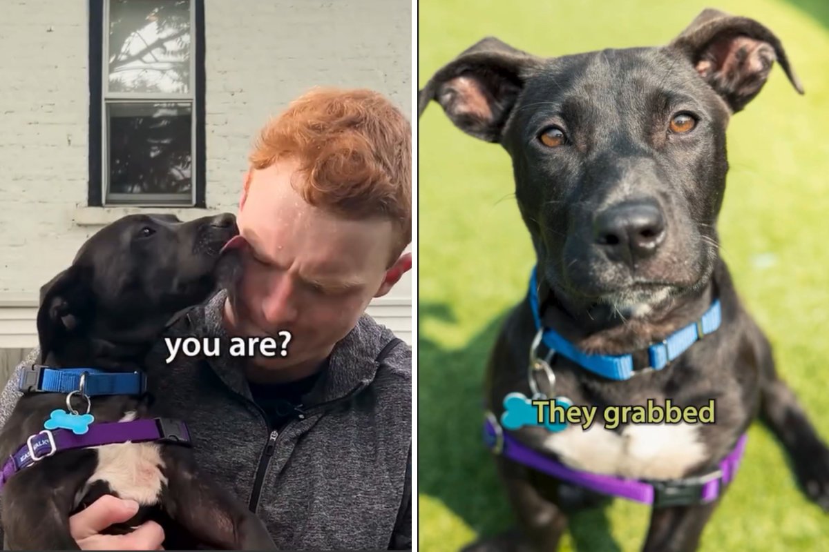 Volunteer with pit mix puppy