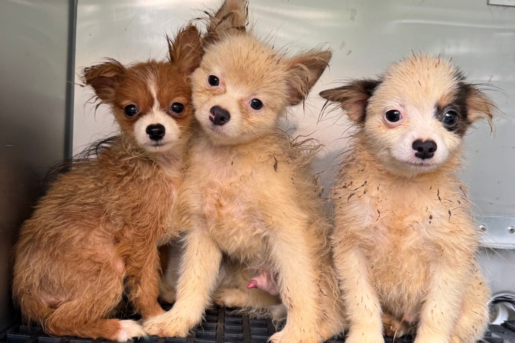 Three wet puppies rescued from a puppy mill in North Carolina